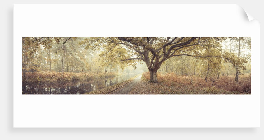 Canal through forest by Assaf Frank